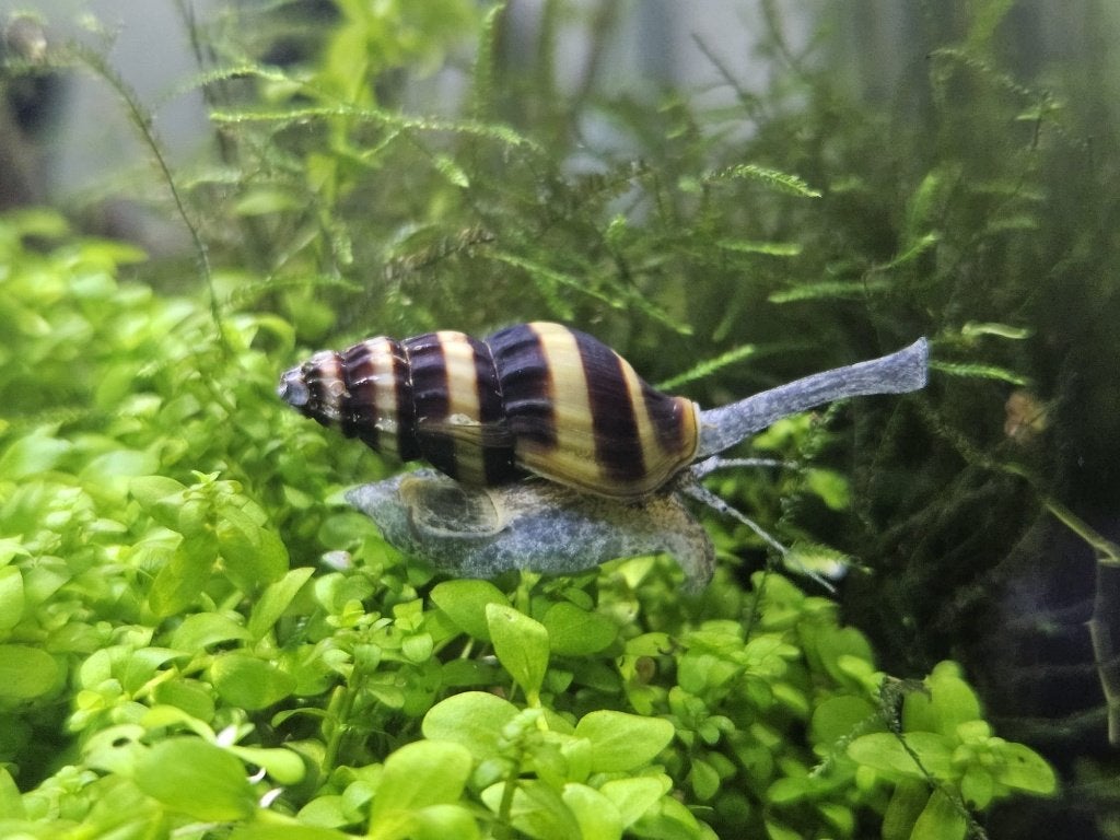 Helenaslakken (slak-etende slakken), Assassin Snails, Slak of Weekdier, Zoetwatervis