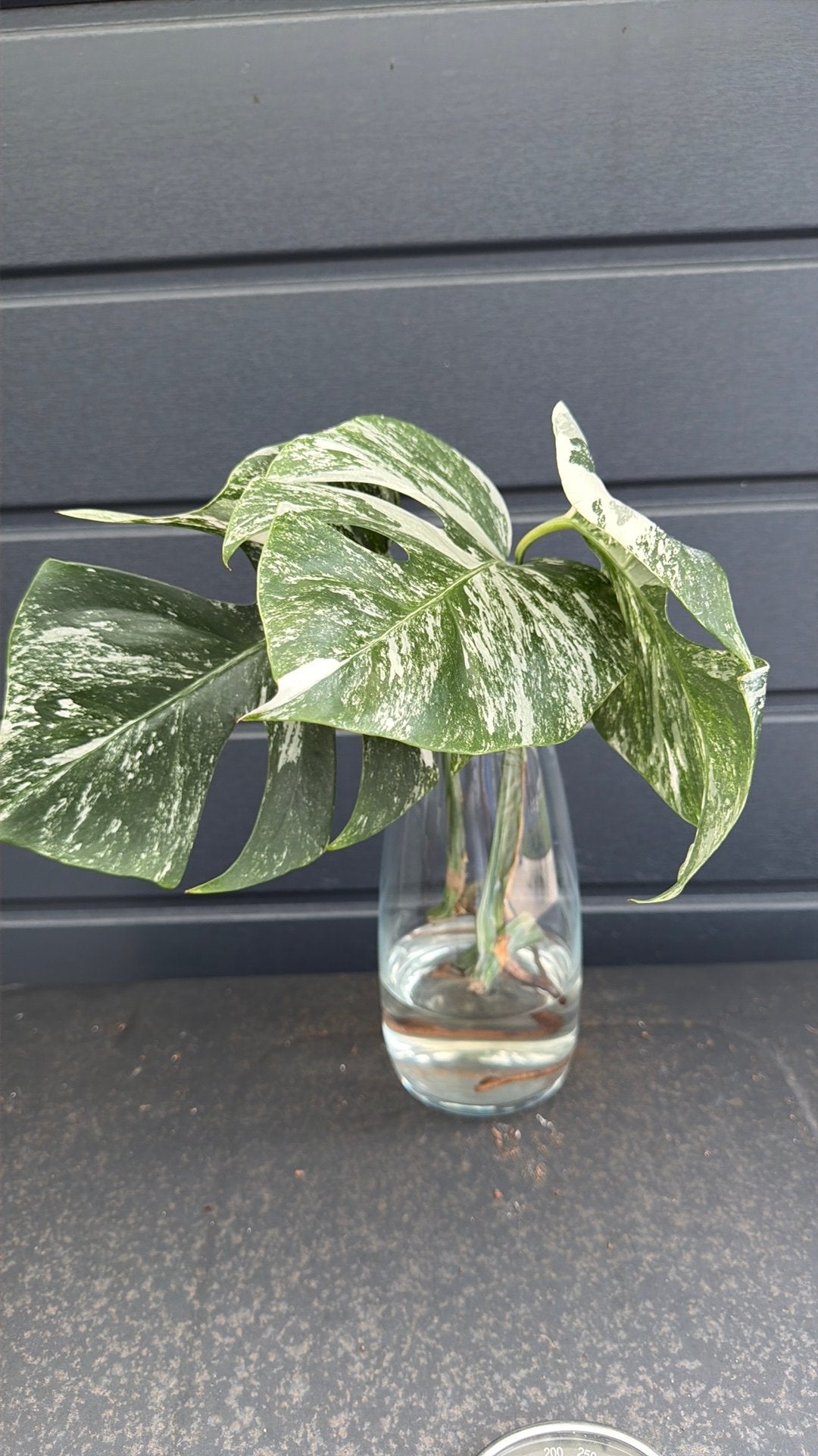 Monstera Albo Variegata stekken, Huis en Inrichting, Kamerplanten, Ophalen, Halfschaduw, Minder dan 100 cm