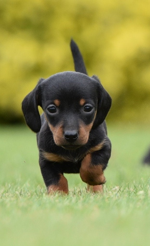 Super mooie dwerg teckel  pups black and tan korthaar, Parvo, 8 tot 15 weken, Korthaar, Dwerg
