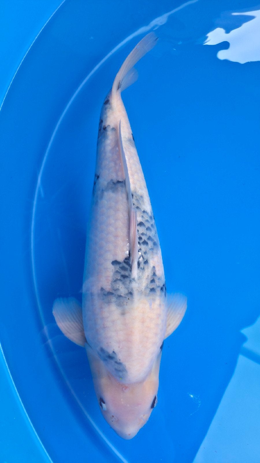 Koi karper Shiro Uturi met certificaat 60 cm, Karper of Koi