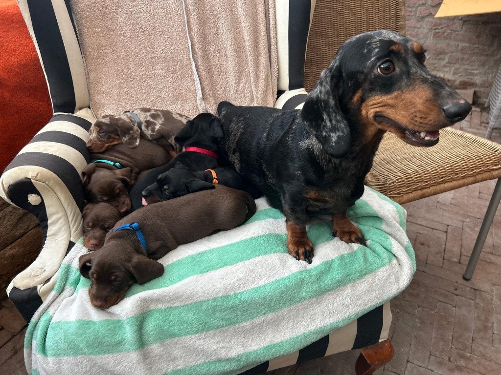 Te koop: geweldig nestje standaard korthaar teckels pups., Parvo, Standaard, 8 tot 15 weken, Korthaar