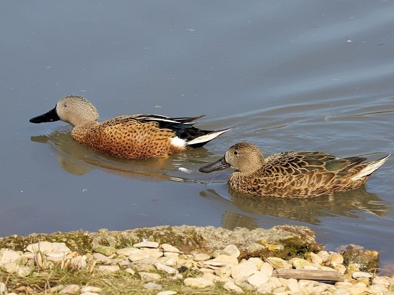 Siereenden, ganzen, zwanen, kippen etc., Dieren en Toebehoren, Pluimvee, Meerdere dieren, Gans of Zwaan