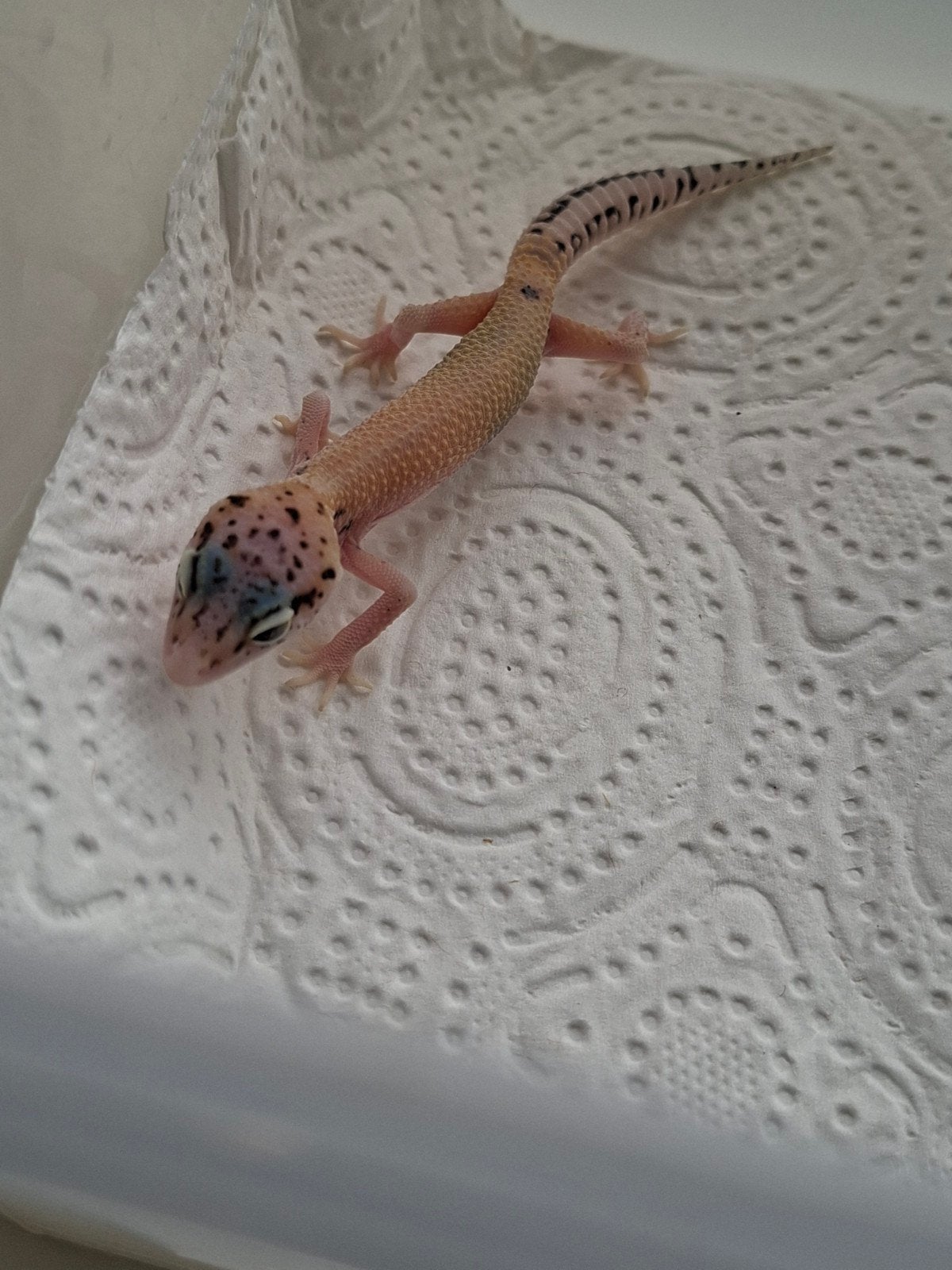 jonge luipaardgekko Leopard Gecko - female for sale from j.maurits