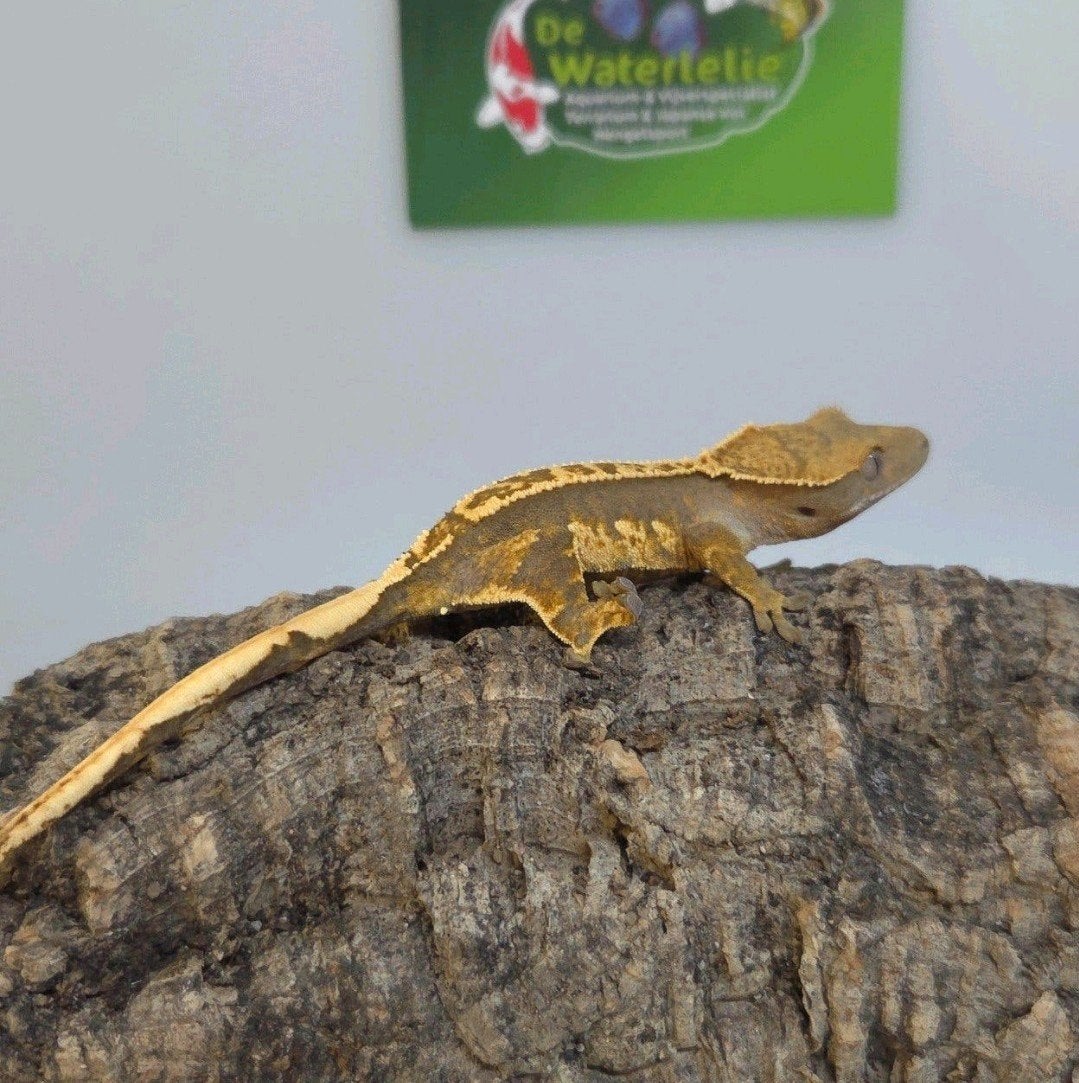 Wimpergekko 25% Korting Crested Gecko photo 2