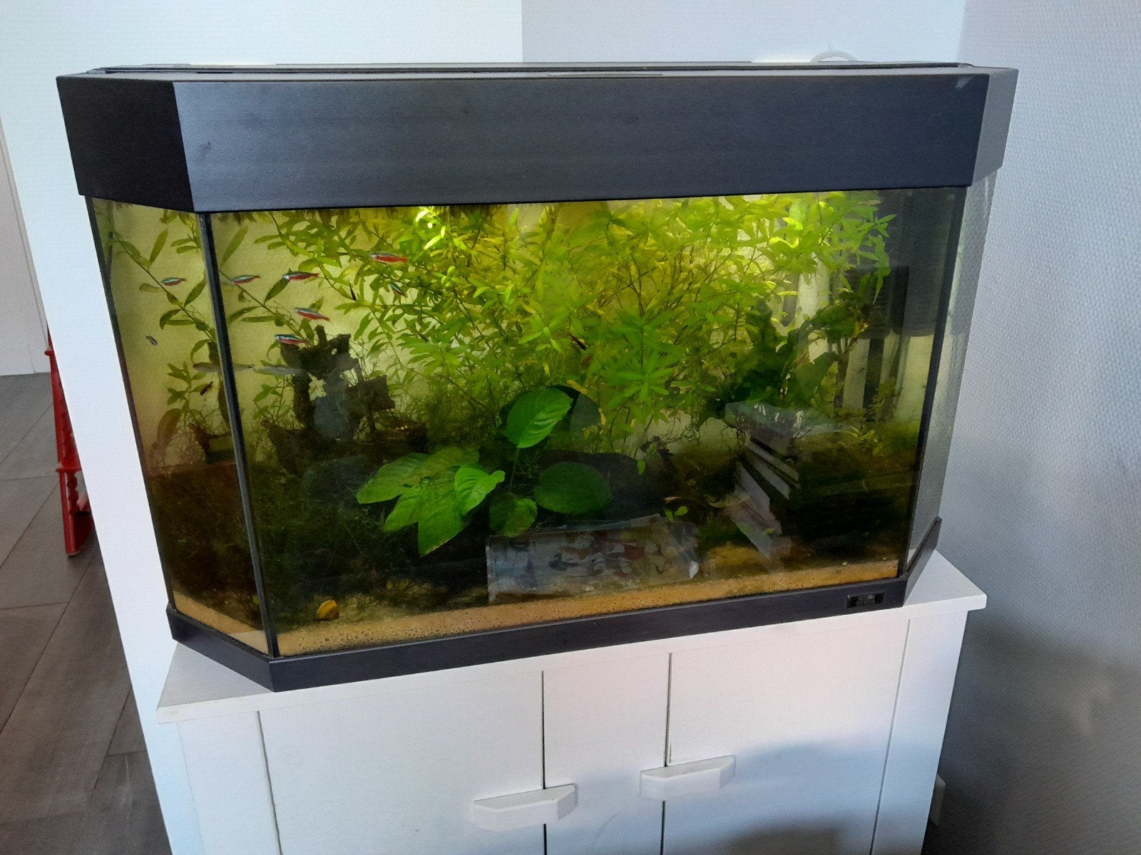 Juwel aquarium ca. 155 liter, Ophalen, Gebruikt, Gevuld zoetwateraquarium, Inclusief vissen