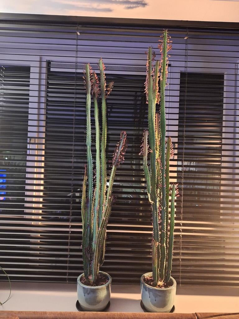 2x Prachtige Euphorbia trigona 'Rubra' Kamerplanten, Ophalen, Cactus, In pot, 150 tot 200 cm