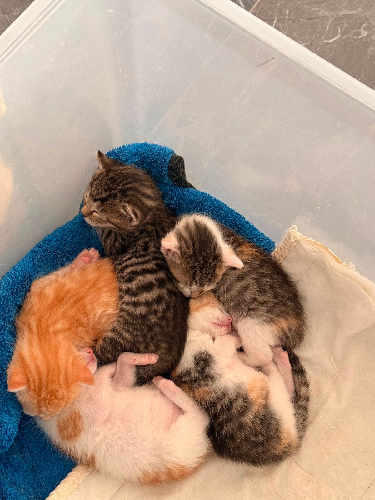 Britse x Europese korthaar kittens 🩵🩷, Meerdere dieren, Ontwormd, 0 tot 2 jaar