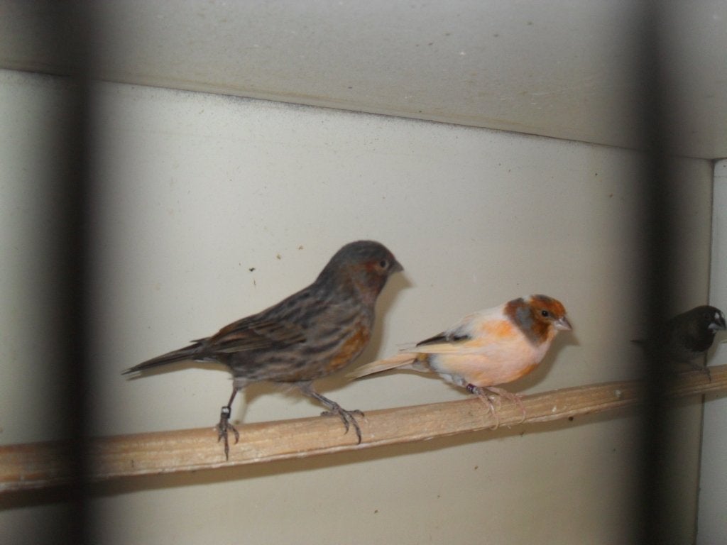 div vogeltjes/kooien/zie foto's, Dieren en Toebehoren, Meerdere dieren, Kleurkanarie