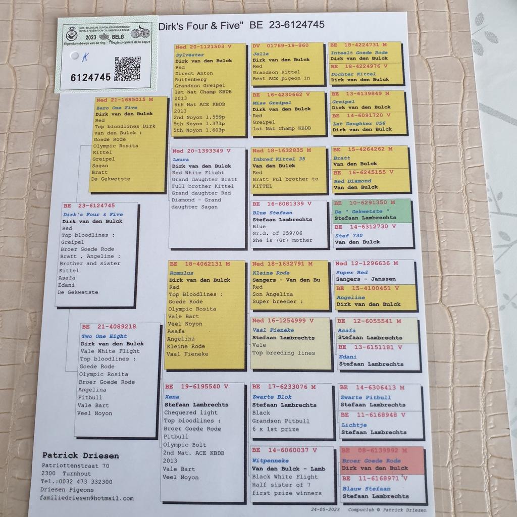 POSTDUIVEN TOP KOPPEL 100 % DIRK VD BULK  BELG 2023 !, Dieren en Toebehoren, Meerdere dieren, Postduif