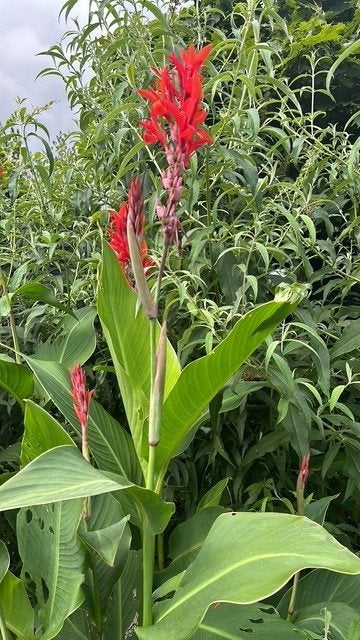 8 x Canna musafolia in pot - banaan-canna, Tuin en Terras, Ophalen, Voorjaar, Volle zon, Knol