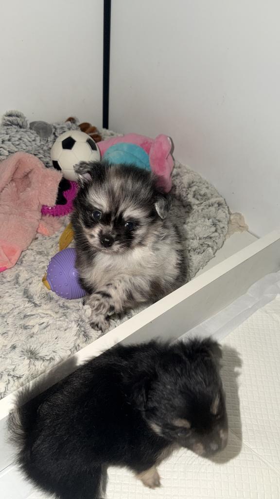 Pomchi 1 teefje 2 reutjes mogen verhuizen, Parvo, 8 tot 15 weken, Meerdere, Meerdere dieren