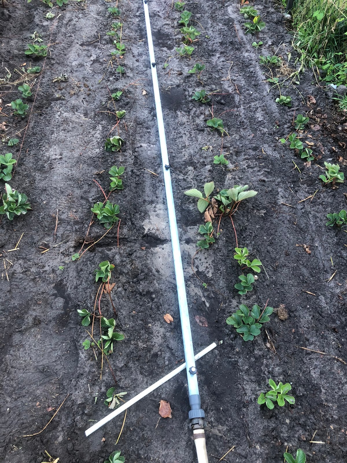 Aardbei planten, Ophalen, Minder dan 100 cm, Overige soorten, Zomer