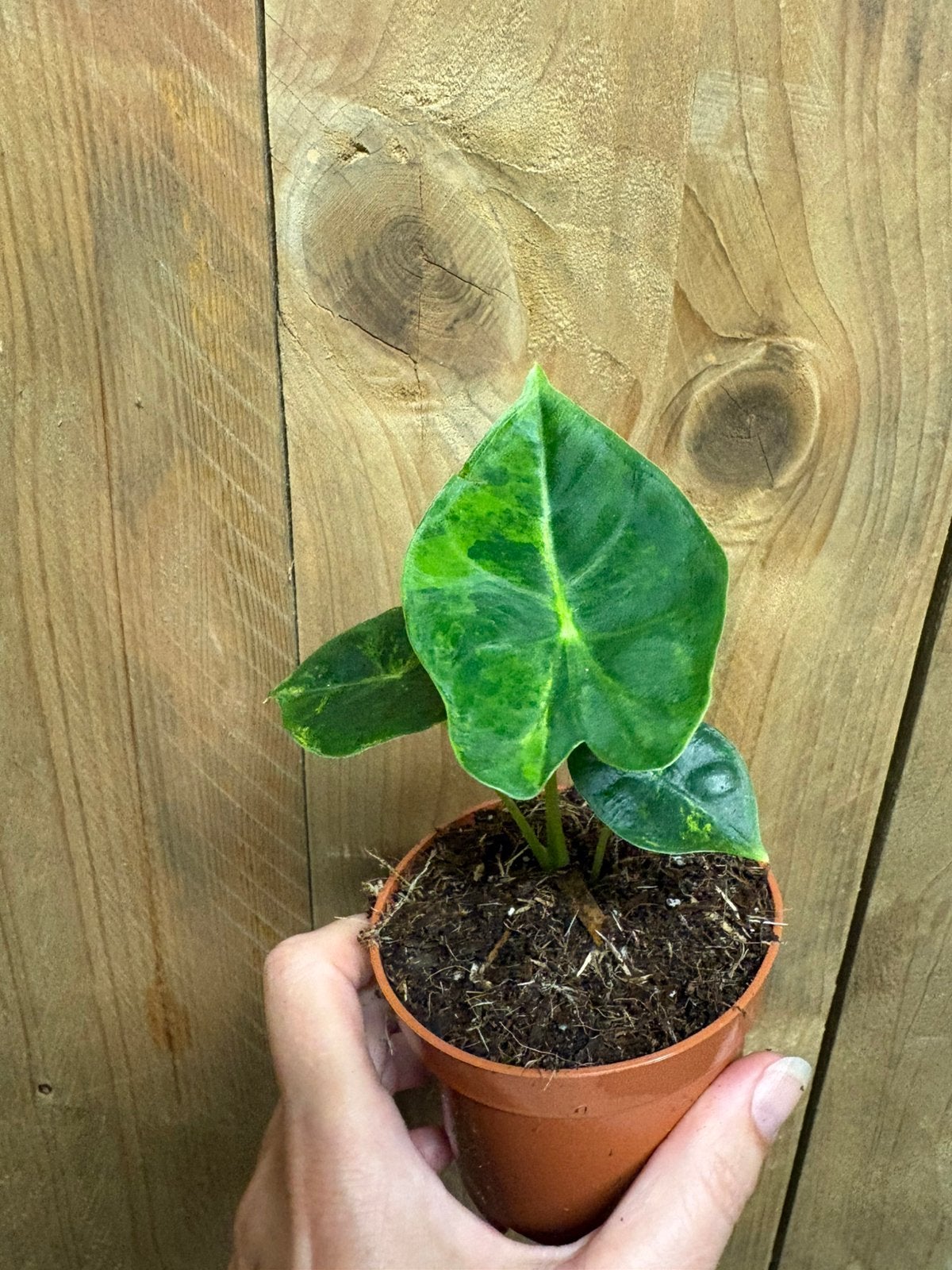 Alocasia frydek variegata plant aurea yellow lemon lime, Huis en Inrichting, Ophalen of Verzenden, Halfschaduw, Minder dan 100 cm