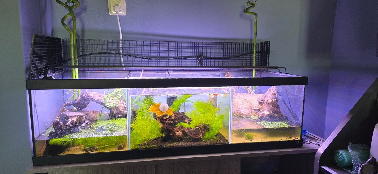 Paludarium / Aquarium 150 cm compleet, Dieren en Toebehoren, Reptielen en Amfibieën | Toebehoren, Ophalen, Zo goed als nieuw, Terrarium of Paludarium
