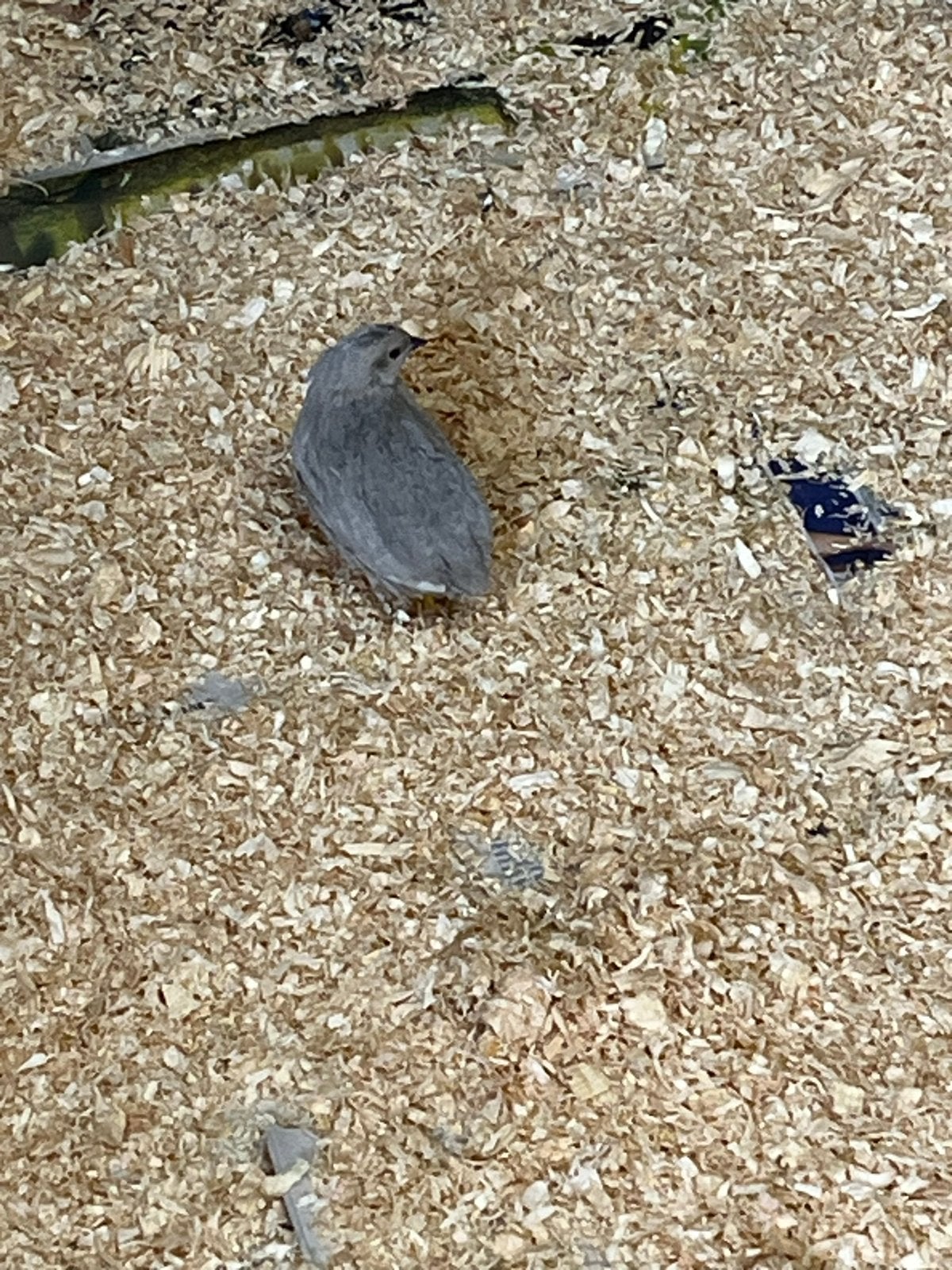 Chinese dwergkwartels, Dieren en Toebehoren, Vogels | Overige Vogels, Vrouwelijk