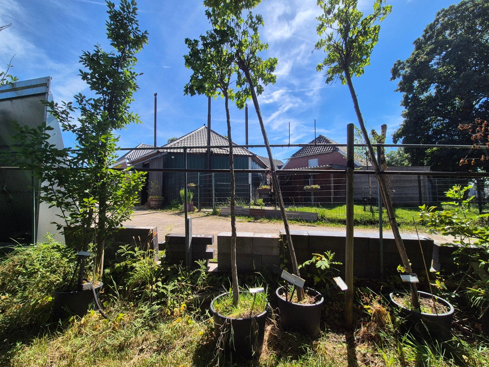 9 bomen catalpa sierappel amberboom, Overige soorten, Zomer, Ophalen, Volle zon