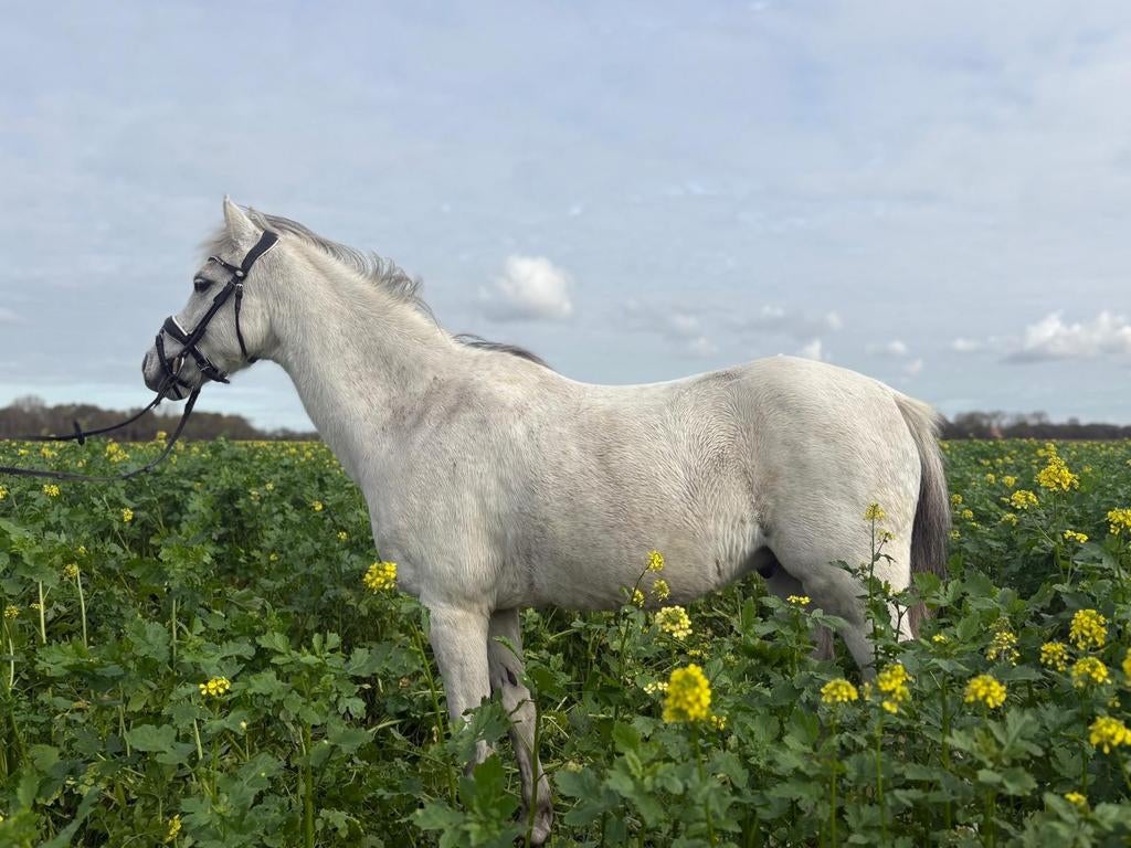 Leuke 15 jarige welsh ruin., Dieren en Toebehoren, Pony's, Met stamboom, Ruin, C pony (1.27m tot 1.37m), 11 jaar of ouder