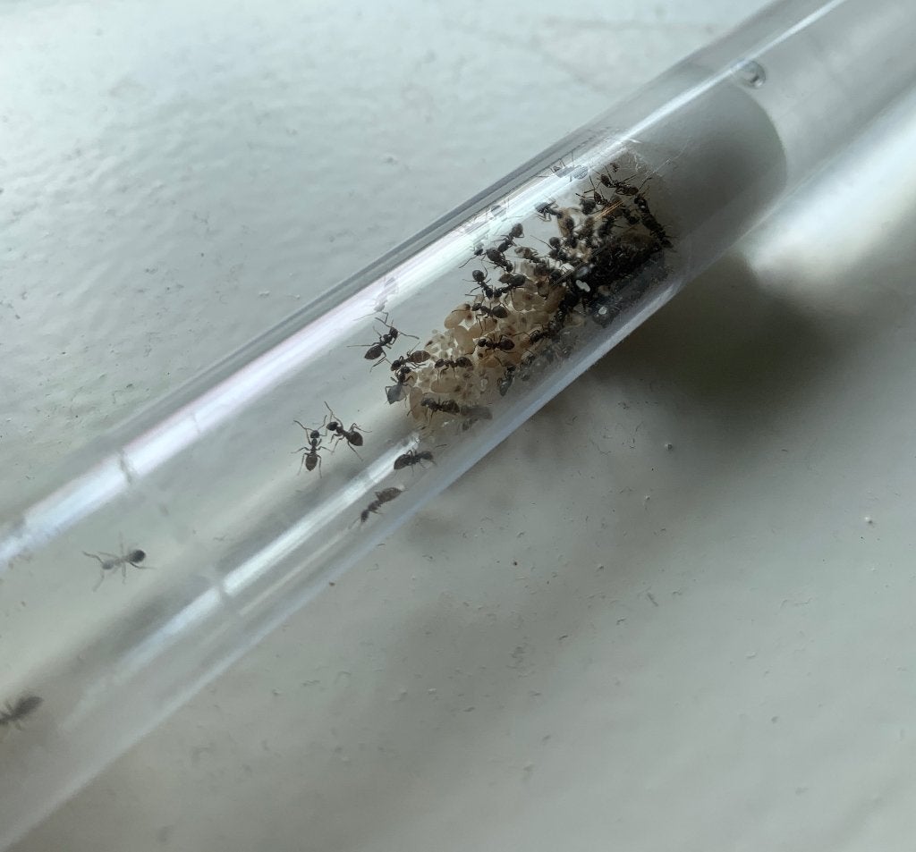 Mieren kolonie zwarte wegmier (Lasius Niger) 20 werksters, Mieren