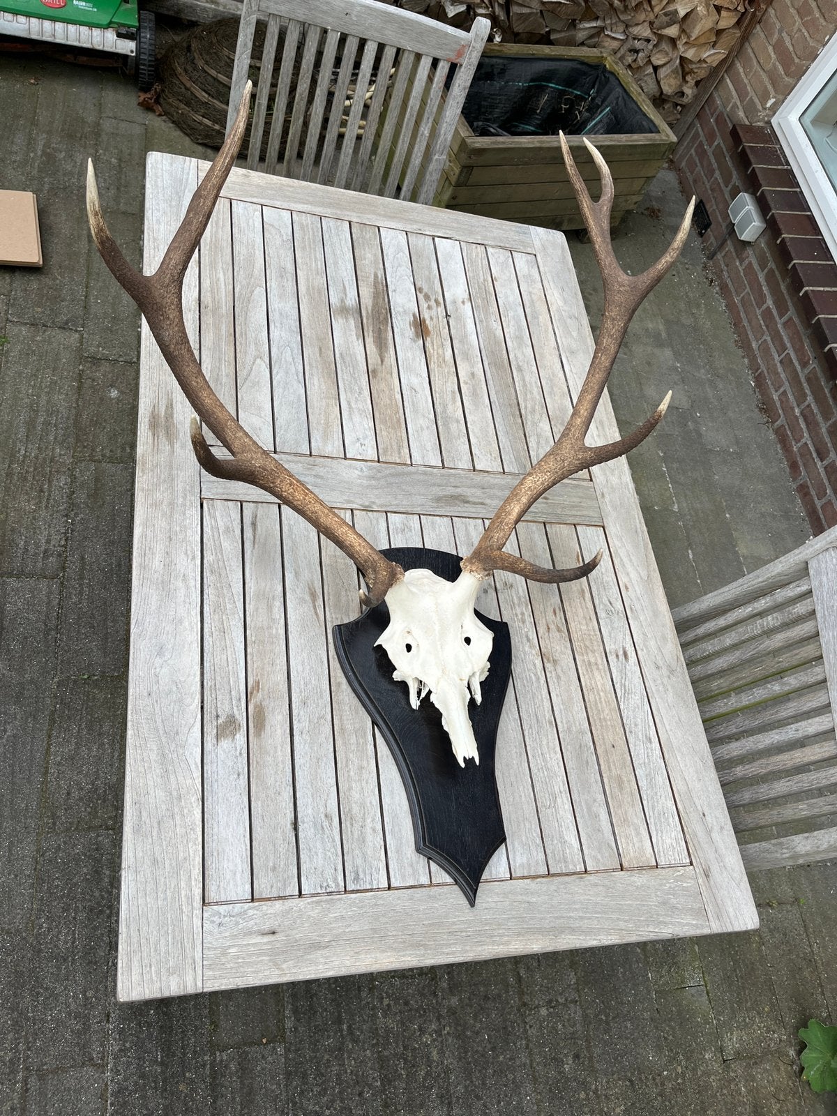 Gewij edelhert | zelf gemaakt, Ophalen, Zo goed als nieuw, Beeldje of Figuurtje