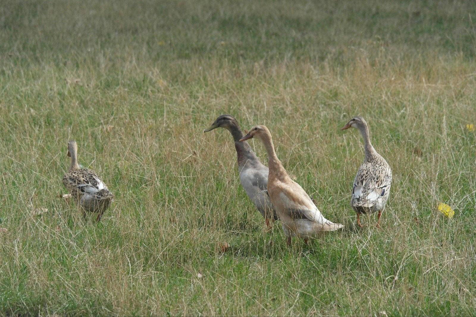 loopeenden, Dieren en Toebehoren, Meerdere dieren, Eend
