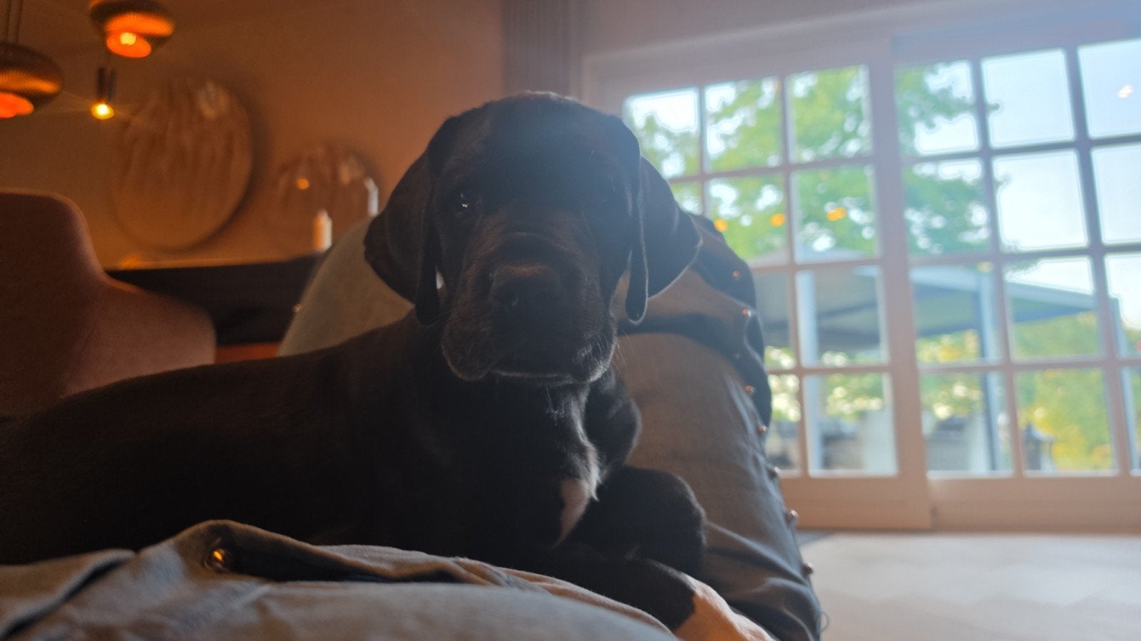 Duitse dog pup te koop Teefje, 8 tot 15 weken, Teef, Eén hond, Nederland