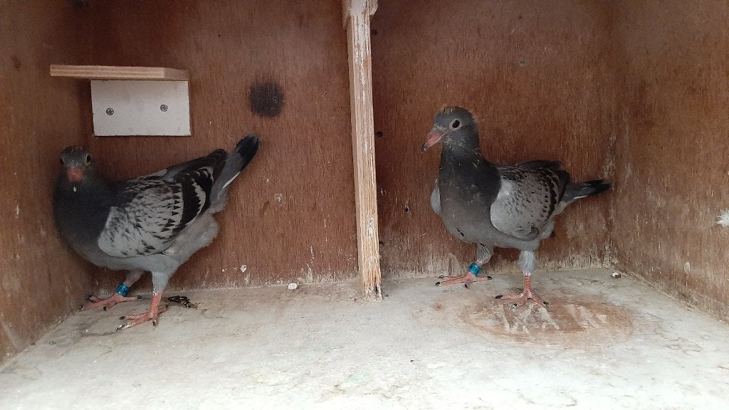 TE KOOP KOPPEL JONGEN, Dieren en Toebehoren, Vogels | Duiven, Geslacht onbekend, Postduif