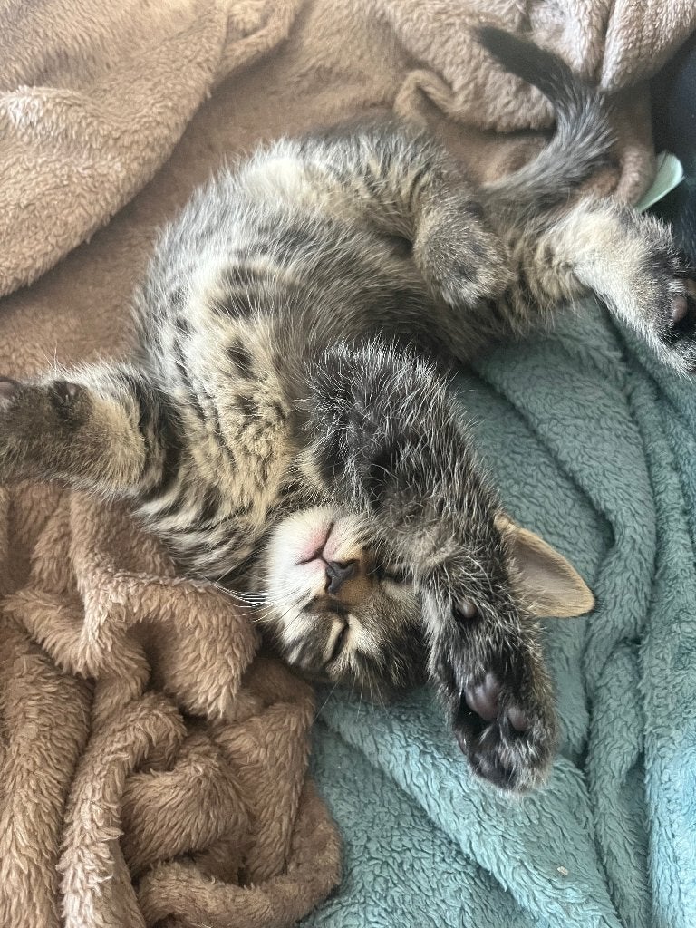 Mama Mia zoekt nieuwe baasjes voor haar kittens, Poes, Kortharig, 0 tot 2 jaar