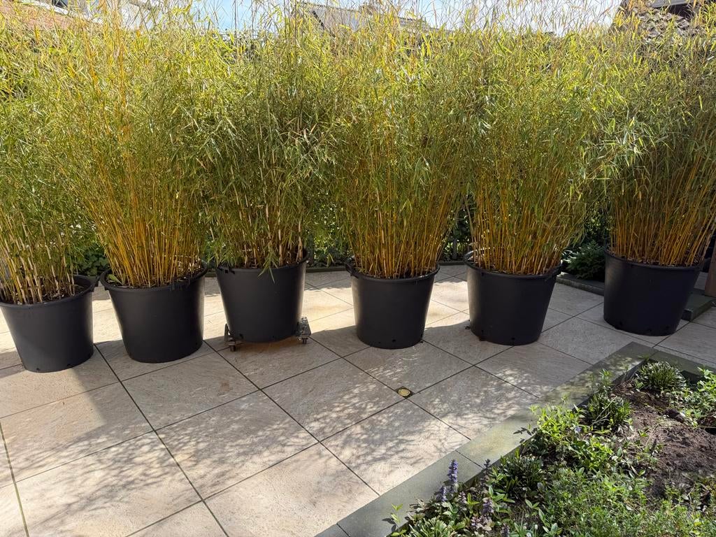 Grote Bamboe in pot- Privacy scherm, Tuin en Terras, Overige soorten, Volle zon, Vaste plant, Ophalen of Verzenden