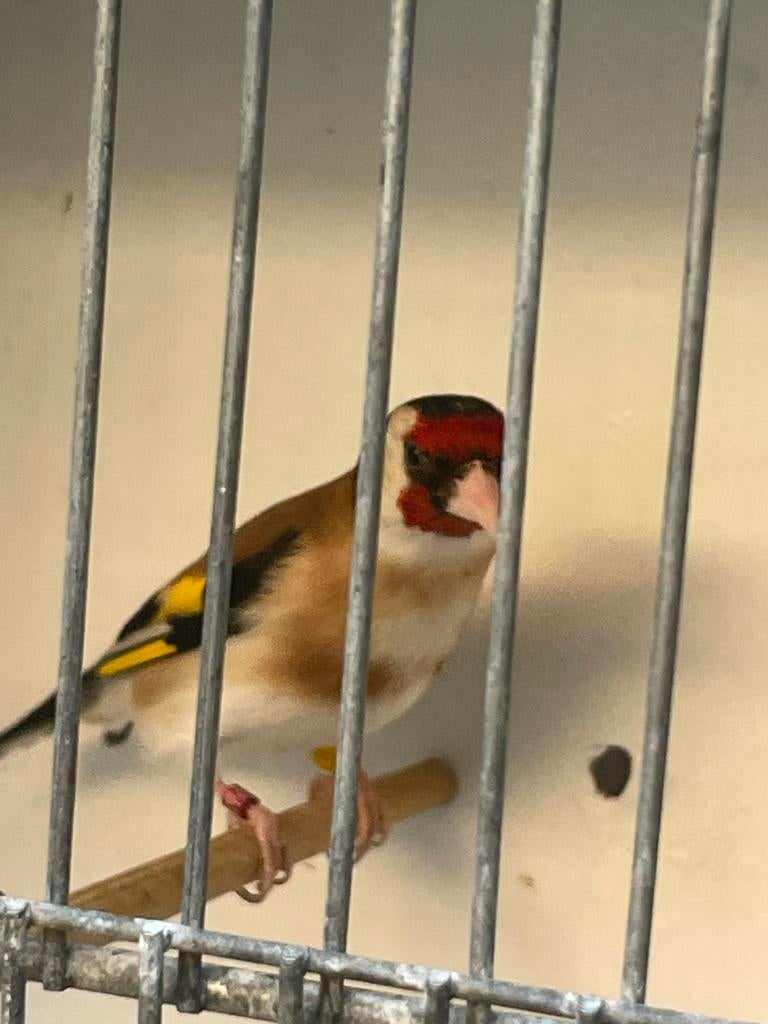 Majoor putter man, Mannelijk, Wildzangvogel