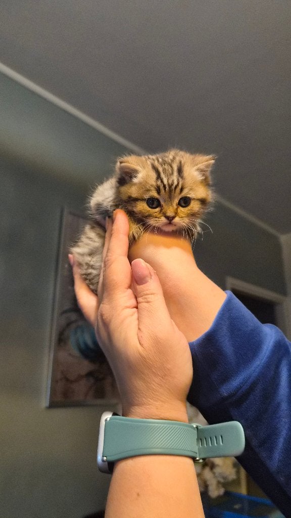 Prachtig Britse korthaar kittens, Meerdere dieren, Gechipt, 0 tot 2 jaar