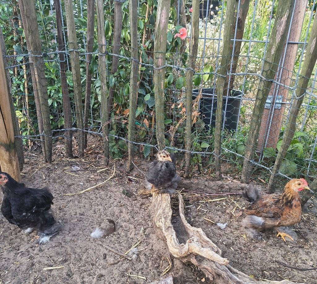 Chochin haantjes, Dieren en Toebehoren, Pluimvee, Mannelijk, Kip
