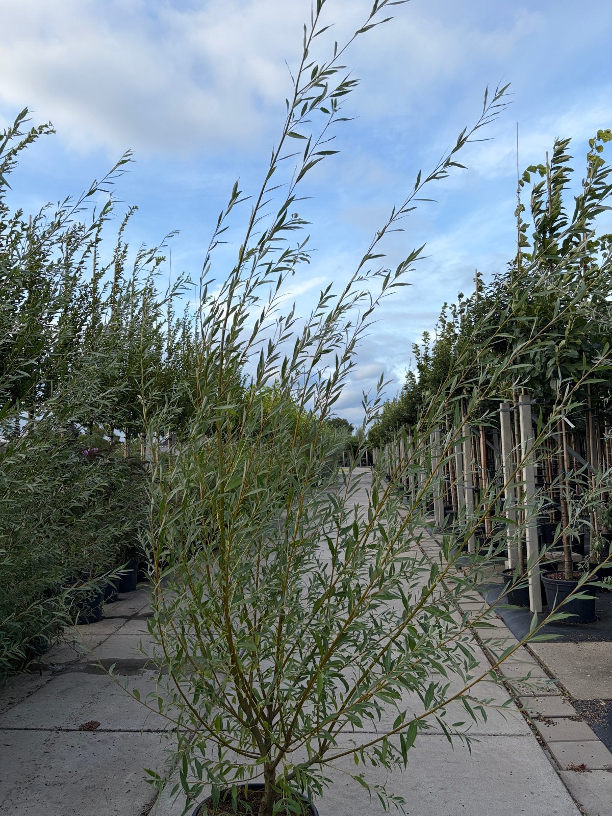 Salix alba struik (wilg) 2.5/3 m hoogte grote voorraad, 250 tot 400 cm, Zomer, Volle zon, In pot