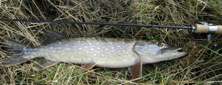 Deel 5) 2 sets van elk 4 stuks Baars Snoekspinners met vlieg, Ophalen, Nieuw, Complete set
