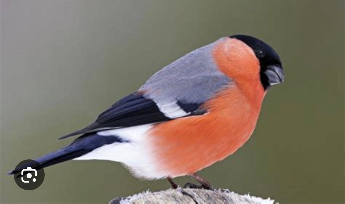 Gezocht koppel wildkleur goudvinken split wit/geel, Meerdere dieren, Wildzangvogel, Geringd