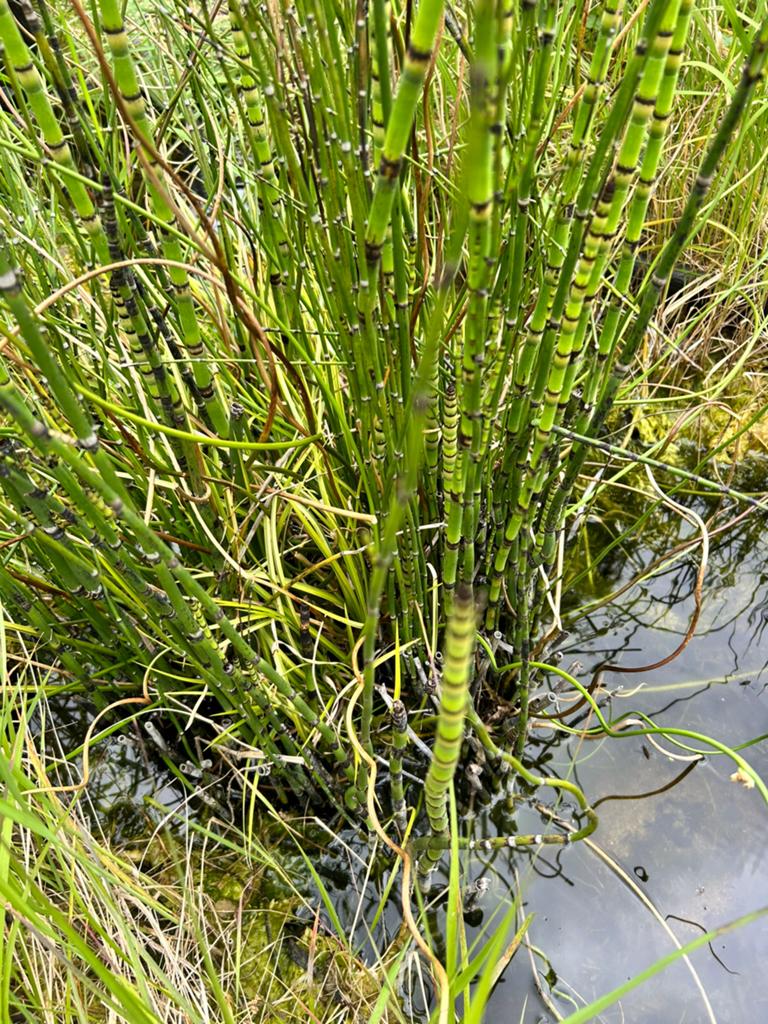 Grote vijverplant, Tuin en Terras, Ophalen, Overige soorten, Volle zon