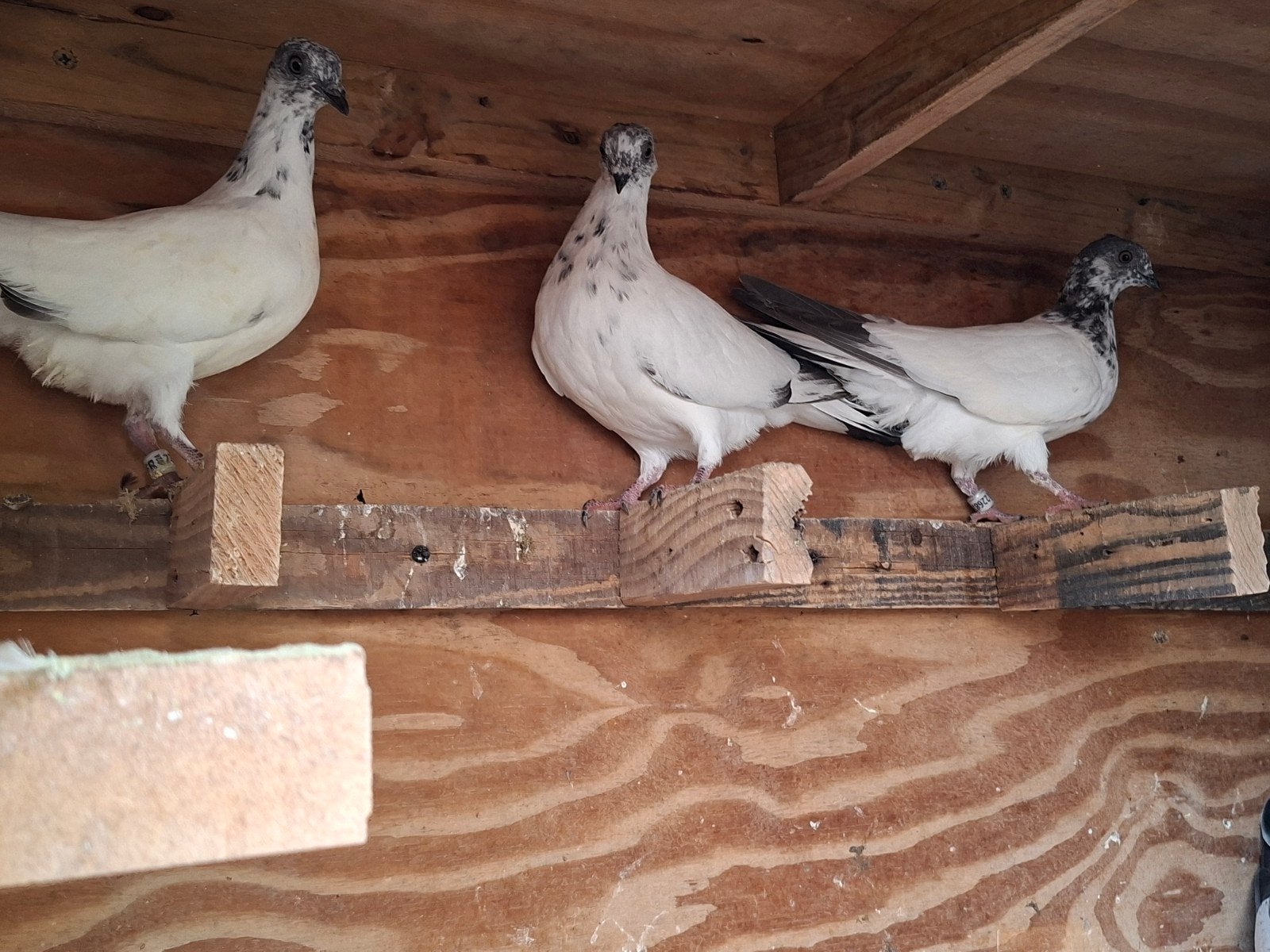 boedapesters hoogvliegers, Dieren en Toebehoren