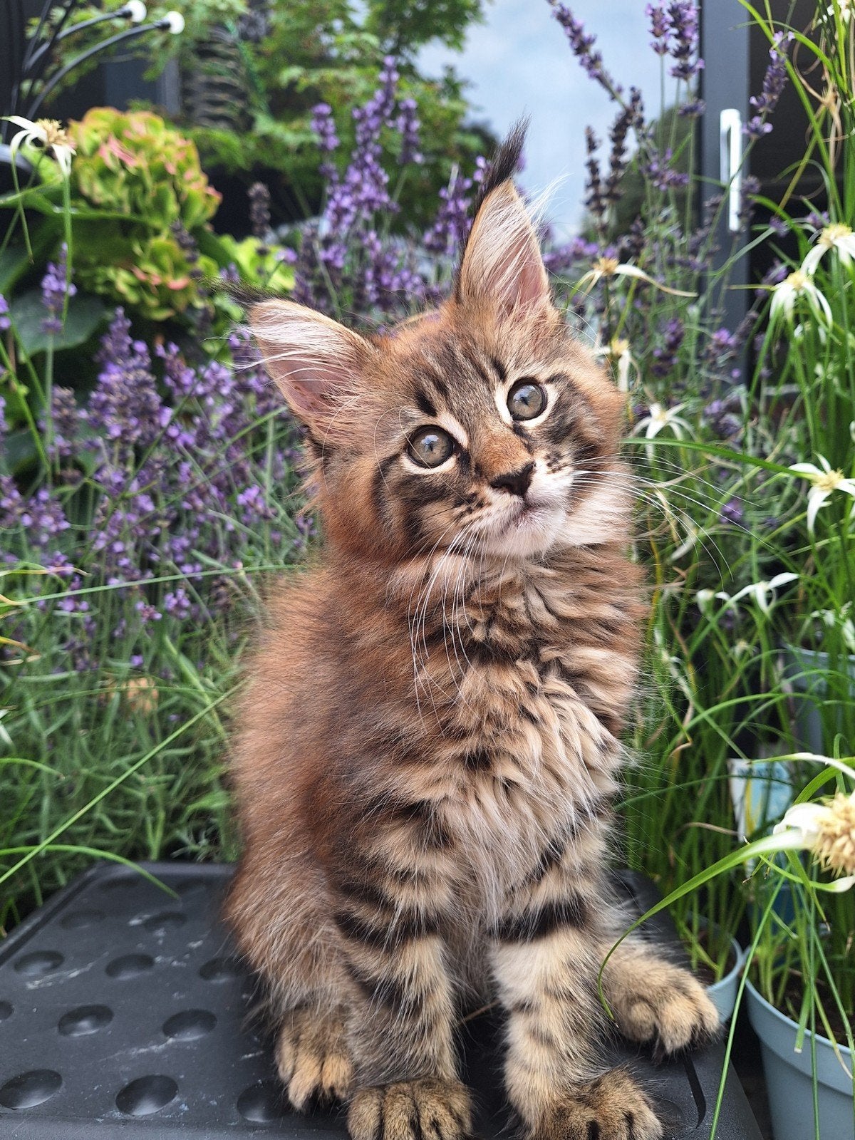 Maine Coon poesje zoekt gouden mand, Poes, Gechipt, 0 tot 2 jaar