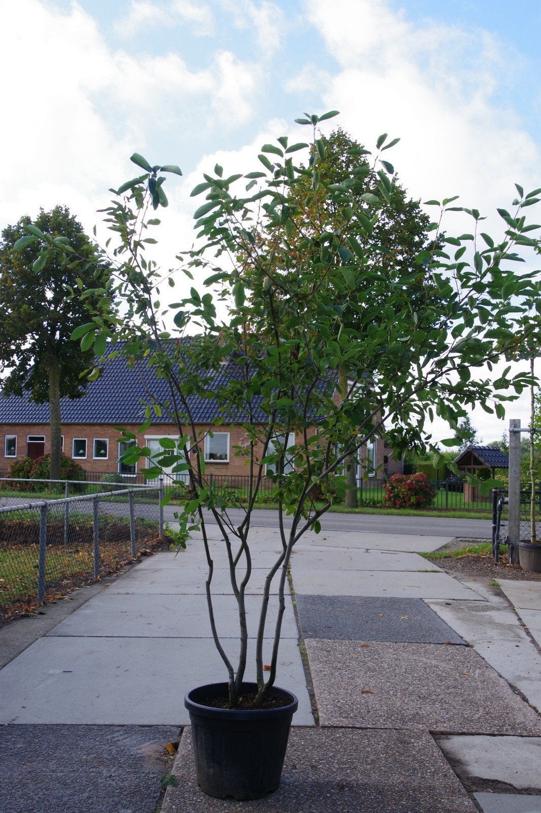 Krentenboom meerstammig amelanchier lamarckii, Ophalen, Lente, Overige soorten, Halfschaduw