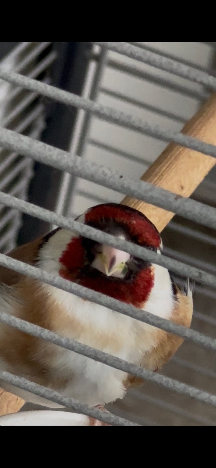 Koppel majoor putter, Dieren en Toebehoren, Vogels | Overige Vogels, Meerdere dieren, Wildzangvogel