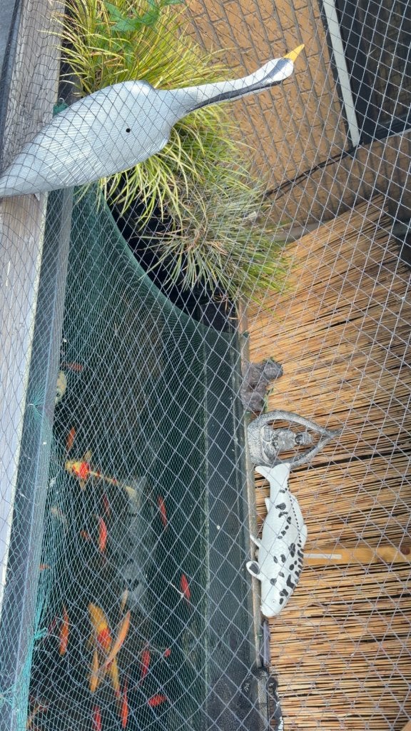 Karper vissen, Karper of Koi