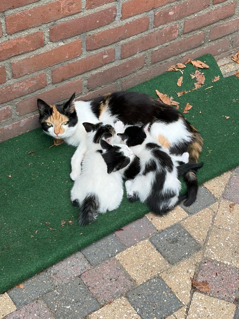 Henkie zoekt een nieuw huisje nu 16 wk  oud, Dieren en Toebehoren, Kater
