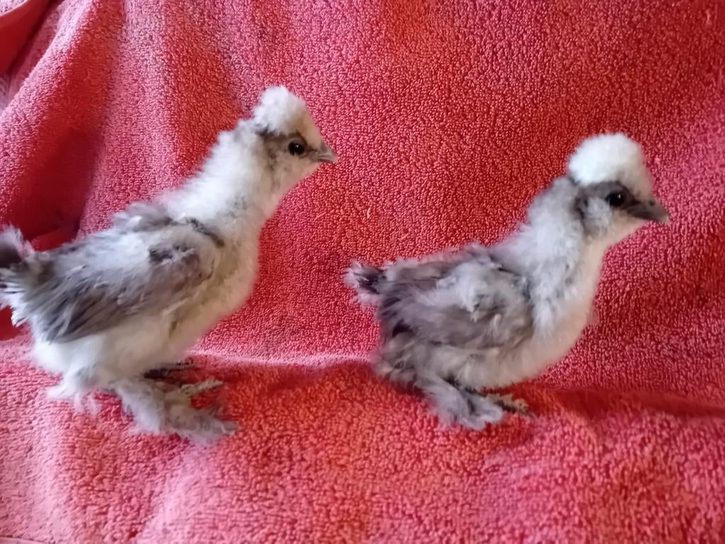 USA ZIJDEHOEN -HEN-KUIKENTJES  MAUVE & PATRIJSBLUE & SPLASH, Vrouwelijk, Kip