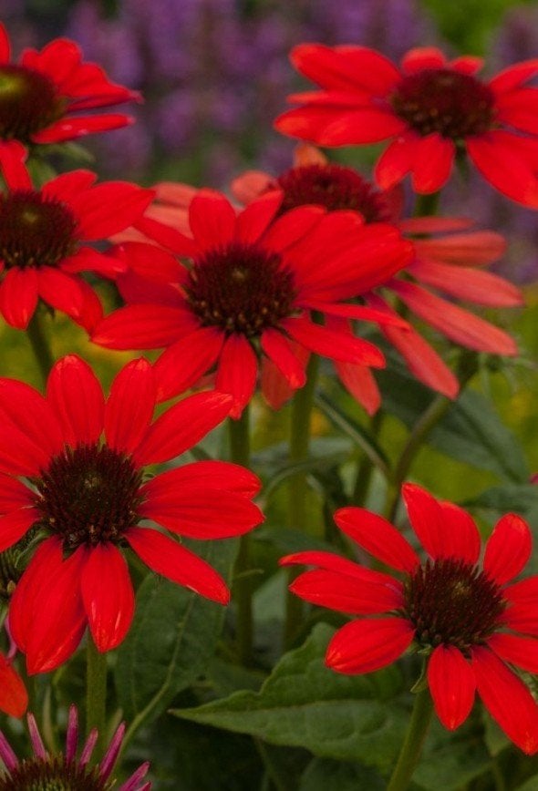 Echinacea 'Red Pearl' in 2 liter pot, Ophalen of Verzenden, Overige soorten, Volle zon