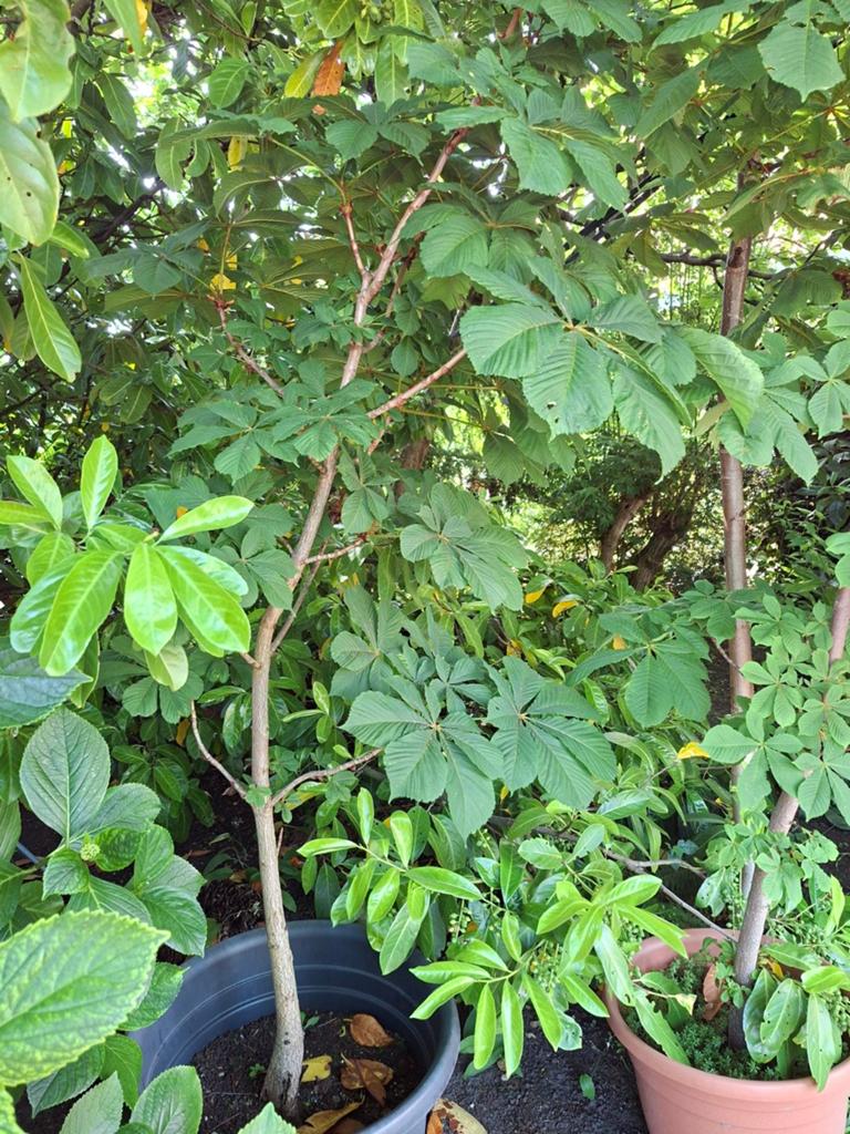 Kastanjeboom volwassen, Ophalen, Lente