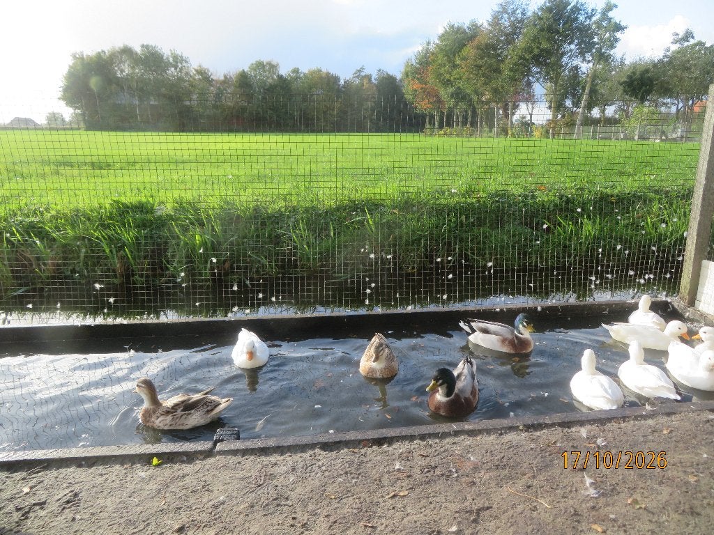 eenden, Dieren en Toebehoren, Meerdere dieren, Eend