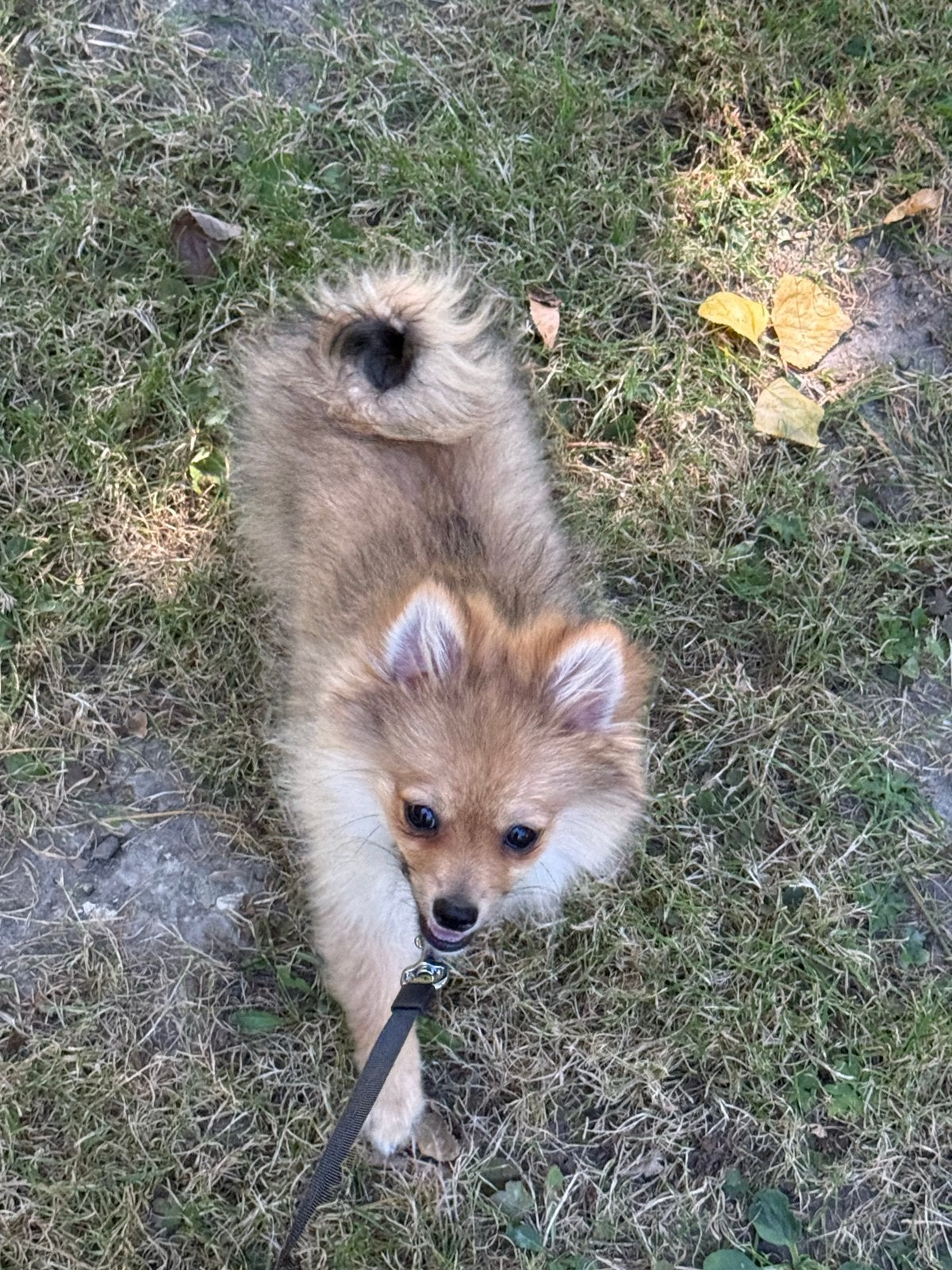 Herplaatsing Pomeriaan, Dieren en Toebehoren, Keeshond, 15 weken tot 1 jaar, Reu, Eén hond