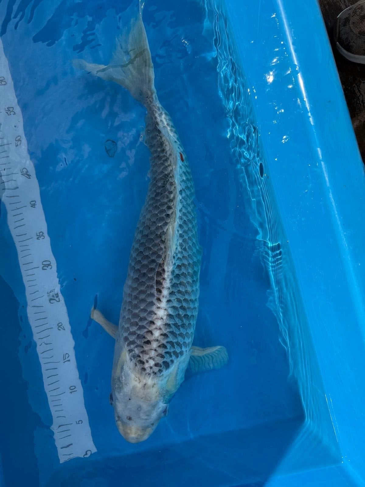 Prachtige kajaku, Karper of Koi