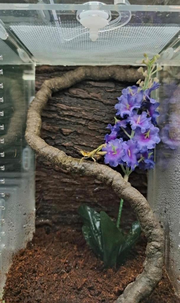 Mooi compact terrarium! Voor springspin, bidsprinkhaan, etc., Overige soorten