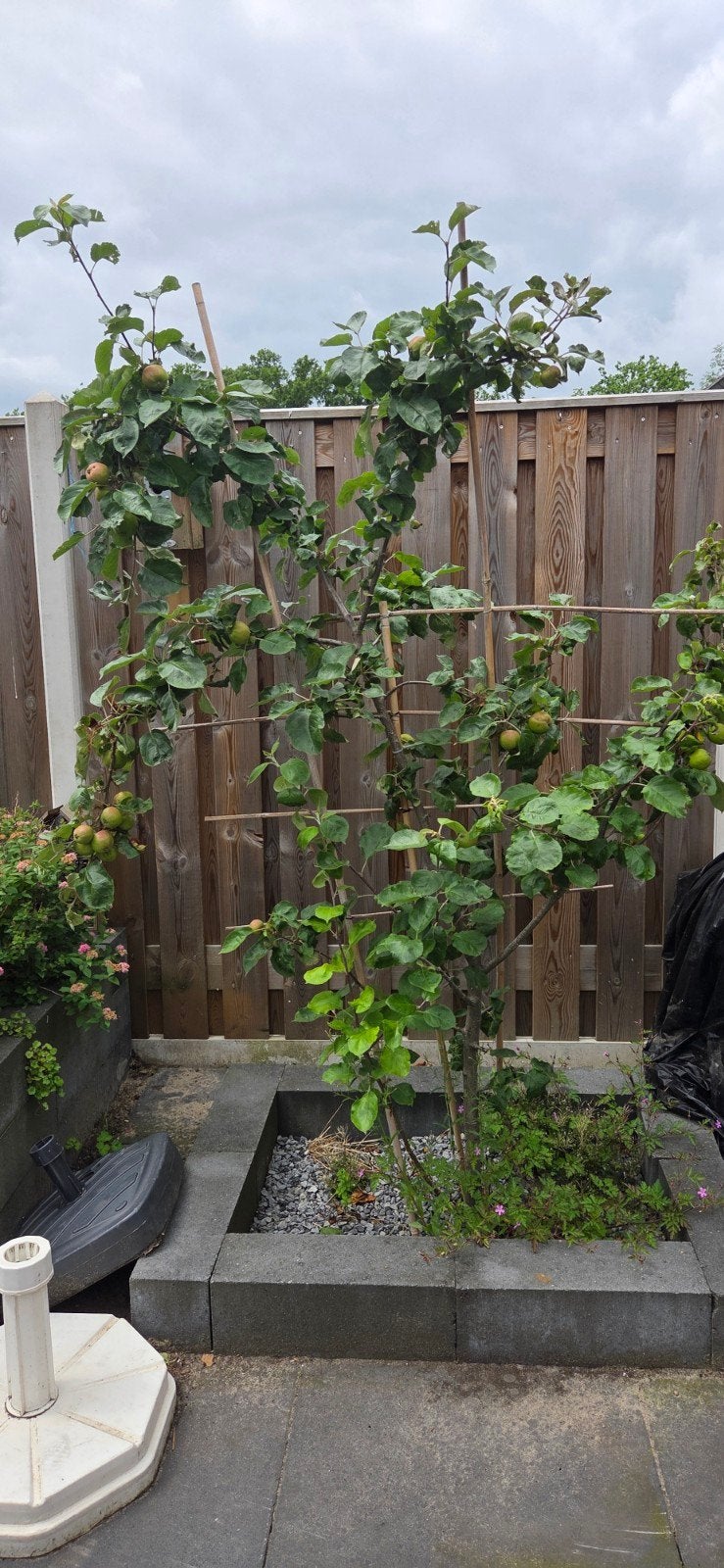 Appel boom, Ophalen, Lente, Volle zon, Overige soorten
