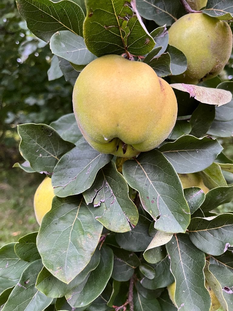 Appelvormige kweeperen, Diversen, Ophalen